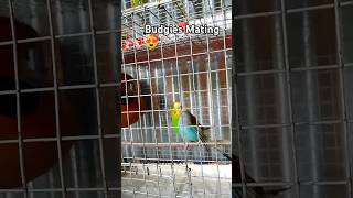 Budgies Mating 😍budgiesbirds budgiesmating ytshorts shorts budgiesbreeding [upl. by Davie580]