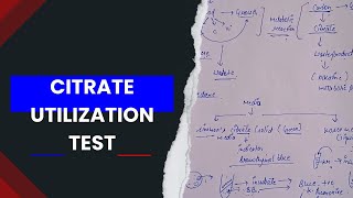 Citrate utilization test biochemical test in microbiology [upl. by Fruma146]