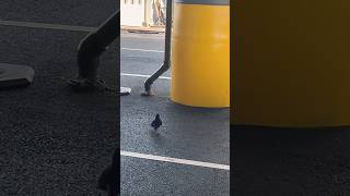 Doin’ the … Pigeon 🎶 seattle ferryterminal pigeon [upl. by Jecon]