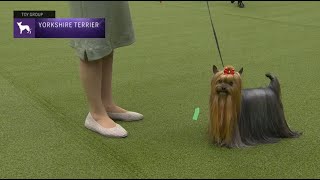 Yorkshire Terriers  Breed Judging 2023 [upl. by Theran]