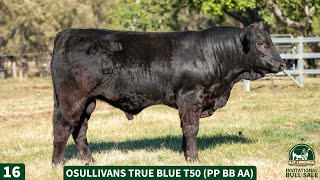 16  OSULLIVANS TRUE BLUE T50 PP BB AA [upl. by Moffitt]