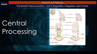 Central Processing  The Somatic Nervous System  Unit 3 Regulation Integration and Control [upl. by Selwyn995]