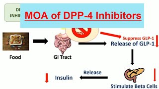 DPP 4 Inhibitors amp Their mechanism of action in Hindi  Teneligliptin  Vildagliptin [upl. by Bow286]