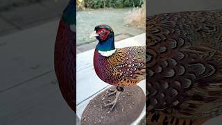 Pheasant Taxidermy taxidermy taxidermist pheasants [upl. by Giulio]