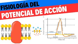 Potencial de membrana y de acción Fisiología 2 Neurociencias 3 [upl. by Leaper970]