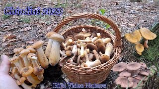 Chiodini 2023🍄quotArmillaria mellea quot perimetro zona paludosa 29 ottobre [upl. by Trevorr372]