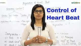 Regulation of Heart Beat Neural and Chemical Circulatory System Dr Poonam Ahlawat Biozooms [upl. by Gene]