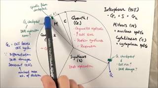 AS Biology  Cell cycle OCR A Chapter 61 [upl. by Almond]