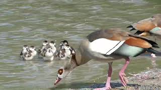 Egyptian goose with 10 chicks  Nilgans mit 10 Küken [upl. by Belmonte894]