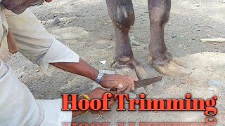 Hoof Trimming of Buffalo  Trimming Of Hooves By Expert Hoof Trimmer In India [upl. by Eitteb]