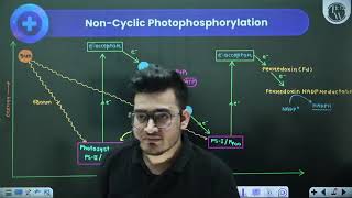 Photosynthesis in Higher Plants 04  Class Notes And Download Option will be Provided Soon [upl. by Direj]