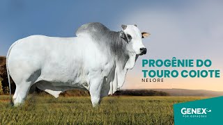 PROGÊNIE COIOTE MAT  TOURO NELORE PO [upl. by White]