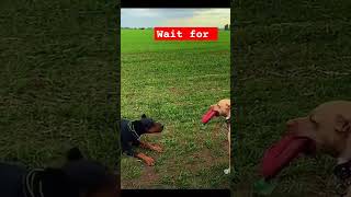 🥵Doberman Vs Pitbull power 🥵⚔️ pitbulltype doglover shortvideo pitbulldogbreed dogowner dog [upl. by Norvun]