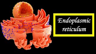 Endoplasmic reticulum [upl. by Anaizit]