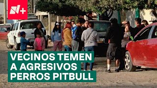 Jauría de perros pitbull causa temor en Tijuana Ya mordieron a varios vecinos  N [upl. by Walls]