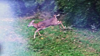 DEER HUNTING 2023  Flintlock Muzzleloader Early Season Doe Hunt  TWO DEER DOWN Pennsylvania  USA [upl. by Cleopatra725]