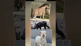 ALERT This Animal Are Tiny FSPT279 😱😱FactsMine  shorts factsero viral [upl. by Noxid]