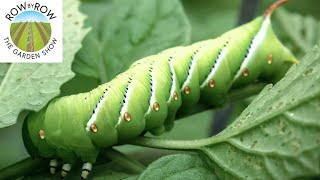 A SIMPLE AND ORGANIC SCHEDULE TO CONTROL GARDEN PESTS [upl. by Epoillac]