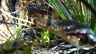 Boomslang attack on two nestling Cape Rockjumpers [upl. by Amsirahc]