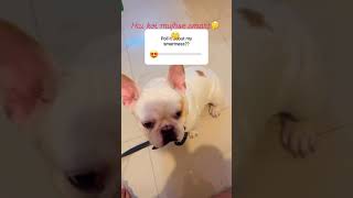 Funny video😘 Dog Doglover cute Trending Pet Pets Youtubeshorts Viral comedy reels love [upl. by Baggett46]