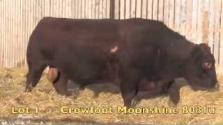 1AR00952 RED CROWFOOT MOONSHINE 8081U [upl. by Kramer]