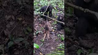 BRUTAL CHIMPANZEES OF MAHALE [upl. by Enimisaj]