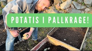 Odla potatis i pallkrage Att plantera potatis i pallkrage på ett effektivt och enkelt sätt [upl. by Aisyat]