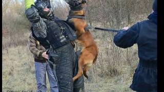 Two Belgian Malinois very Extreme Attack MUZZLE Delta Military Dogs ampAmir Ginger Dogs Eruption cdn [upl. by Mauralia]