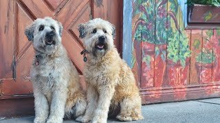 What to Feed a Soft Coated Wheaten Terrier Dietary Preferences and Tips for Optimal Health [upl. by Cati689]