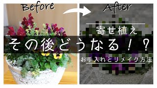 終わった寄せ植えはどうする？お手入れとリメイク方法 [upl. by Ettevets129]