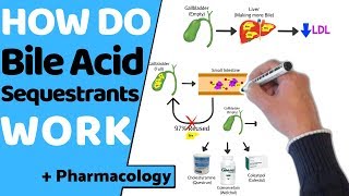 How do Bile Acid Sequestrants Work  Pharmacology [upl. by Soble724]