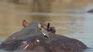 Oxpeckers on Hippo  Zambia Tourism [upl. by Ennyletak]