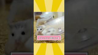 ハムスターさんの動画見て笑ったら寝ろwwwww [upl. by Ellehsram805]