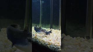 Gulper Catfish EATS Another Gulper Catfish 😫 gulpercatfish [upl. by Epotimet]