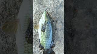 உலகிலேயே மிக எளிதாக பிடிக்க🎣🐟 முடிந்த மீன்  Catch amp Cook [upl. by Larkin]