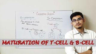 Maturation and Development of Tcells and Bcells  lymphocytes  UrduHindi [upl. by Maisie659]