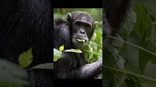 Why Chimps and Bonobos are so Different chimps bonobos evolution [upl. by Elaval]