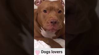 Pitbull dog growlingpitbull 🐕 barkingviralshorts [upl. by Eyde505]