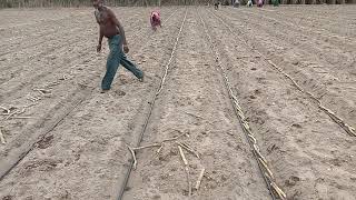 Rivulis  Subsurface drip irrigation for sugarcane crop [upl. by Gusty]