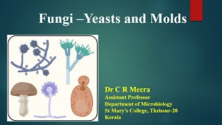 Fungi  Yeast and Molds  Dr C R Meera [upl. by Anirehtac]