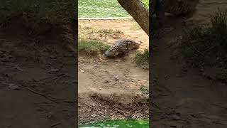 crocodile 🐊🐊🐊 crocodile animals trendingsong pleasesubscribe [upl. by Vachil]