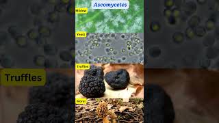 Classification of Fungi FungalClassification Zygomycota Ascomycota Basidiomycota Deuteromycota [upl. by Mehs]