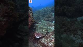 Wobbegong Shark🦈সমুদ্রের ছদ্মবেশী শিকারী। wobbegong banglashorts viralvideo animalfacts trend [upl. by Nations]