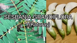 SESBANIA GRANDIFLORA  Katuray  Corkwood Tree [upl. by Belldame]