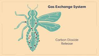 insects circulatory system  gas exchange  entomological hub  entomology  Module 0205 [upl. by Sandye]