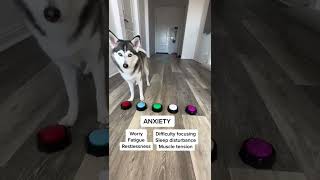 Sapphie the pomsky speaks anxiety [upl. by Colier125]