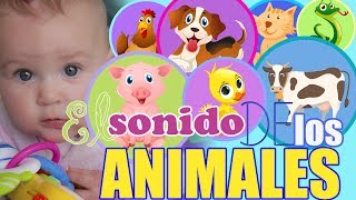 Sonidos de Animales para bebes 🐕 Aprende los Animales 🐕 En ESPAÑOL para bebés [upl. by Schulz]