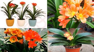 clivia plant care  clivia plant care indoors  clivia plant propogation [upl. by Jahdal]