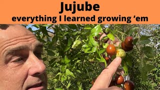 INTRO to Jujube tree fresh Jujube fruit pruning and Jujube fruit benefits garden [upl. by Junji]