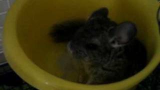 Baby Chinchillas First Dust Bath [upl. by Leaper]